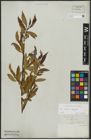 Foto von Salix alba L. x Salix fragilis L.